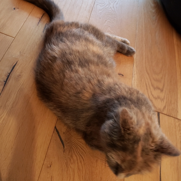 Meet your Posher, Katie - Picture 3 of 3